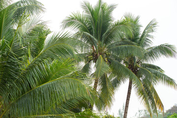 Fototapeta na wymiar coconut tree on white sky