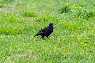 rook in fresh green grass looking for food, birds in spring