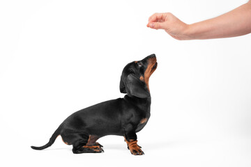 Woman owner teaches adorable black dachshund puppy Sit command giving tasty treat by hand on white background close view