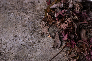 落葉　コンクリート