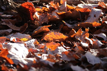 落ち葉の絨毯
