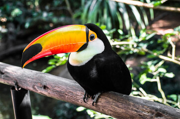 Toucan