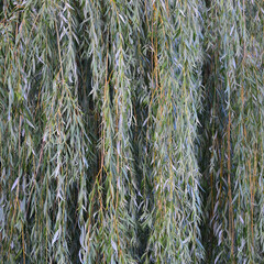 White willow tree (salix alba) branches, large detailed vertical textured foliage pattern closeup, green branch texture in detail, salicin concept