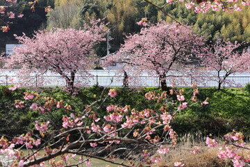 河津桜の風景