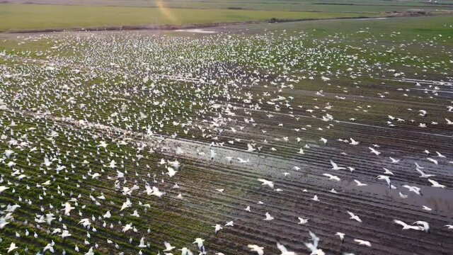 Thousands of snow geese seen from aerial view in marsh land. The birds are migrating through Washington State