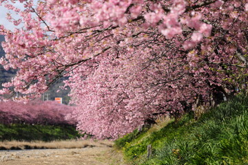 河津桜の風景