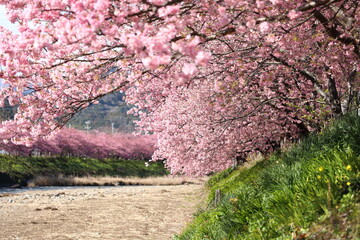 Fototapeta premium 河津桜の風景