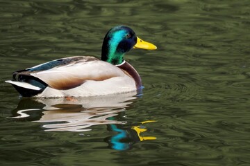 Obraz premium グリーンの水面をのんびりと泳ぐマガモ オス