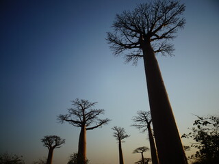 Baobab trees looking up from below at sunset at the avenue of the baobabs in...