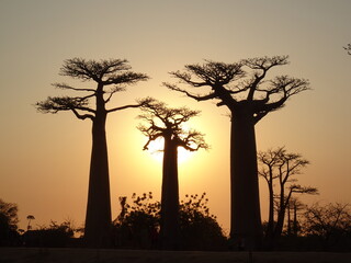 Baobab trees at sunset at the avenue of the baobabs in Morondava　(Madagascar)