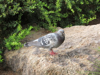 A common pigeon standing on a rock within a park in Phoenix, Arizona on a sunny day