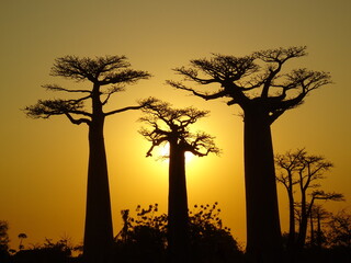 Baobab trees at sunset at the avenue of the baobabs in Morondava　(Madagascar)