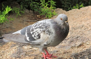 A common pigeon standing on a rock within a park in Phoenix, Arizona on a sunny day