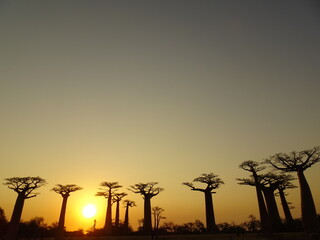 Beautiful sky at sunset at the avenue of the baobabs in Morondava　(Madagascar)