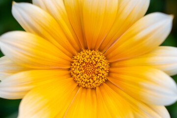 African Daisy - Treasure flower - Gazania Rigens