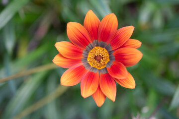 Gazania Rigens - African Daisy - Treasure Flower