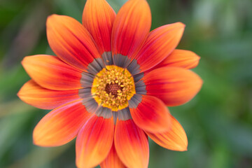 Gazania Rigens - African Daisy - Treasure Flower