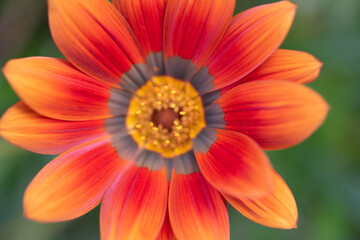 Gazania Rigens - African Daisy - Treasure Flower