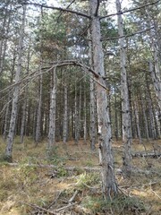 pine forest in autumn