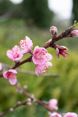 Peach Blossom