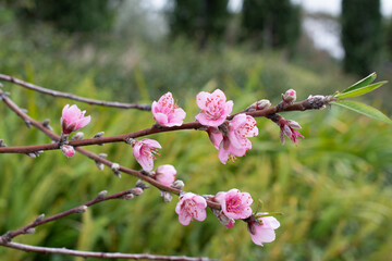 Peach Blossom