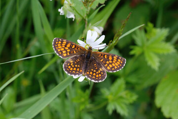 A Heath Fritillary Butterfly nectaring on a white flower.
