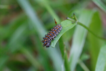 A Heath Fritillary caterpillar eating cow wheat.