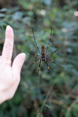 Trichonephila Clavata - Golden silk Orb weaver Spider
