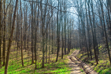 Path in the spring forest . Walk in the fresh air