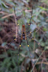 Trichonephila Clavata - Golden silk Orb weaver Spider