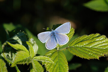  A Common Blue Butterfly basking on a Bramble leaf.