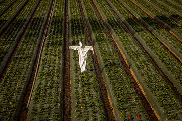 Scarecrow made of a white hazardours materials suit in a strwberry field - Powered by Adobe