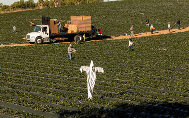 Scarecrow made of a white hazardours materials suit in a strwberry field