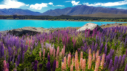 Beautiful lupine flower at Lake Tekapo is in the South Island of New Zealand.
