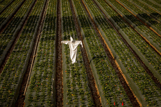 Scarecrow made of a white hazardours materials suit in a strwberry field