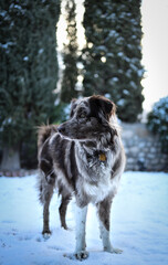 german shepherd dog