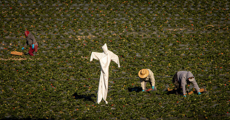 Scarecrow made of a white hazardours materials suit in a strwberry field