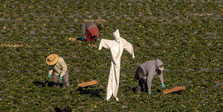 Scarecrow made of a white hazardours materials suit in a strwberry field
