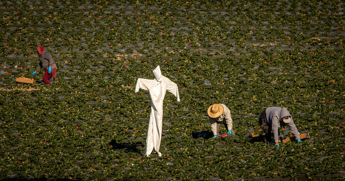 Scarecrow made of a white hazardours materials suit in a strwberry field