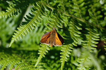 A Large Skipper Butterfly basking on a bracken leaf.