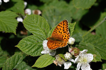 A Dark Green Fritillary nectaring on Bramble flowers.