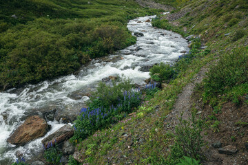Green landscape with violet flowers of larkspur and wild flora near clear mountain river. Wonderful scenery with transparent water of mountain creek. Scenic view to small river with wild vegetation.