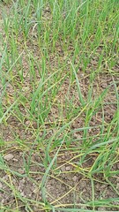 Garlic plant on the field