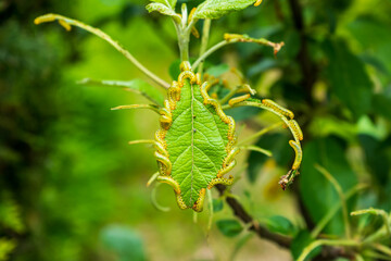 Family of green pest caterpillars eating apple tree leaves, forming a beautiful pattern