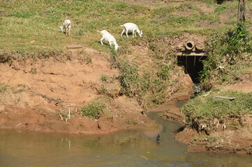 wildebeest in serengeti city