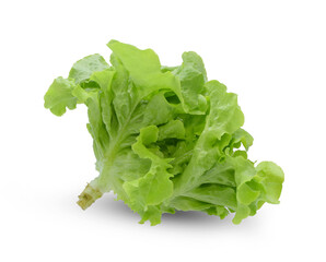 Fresh green oak lettuce isolated on white background