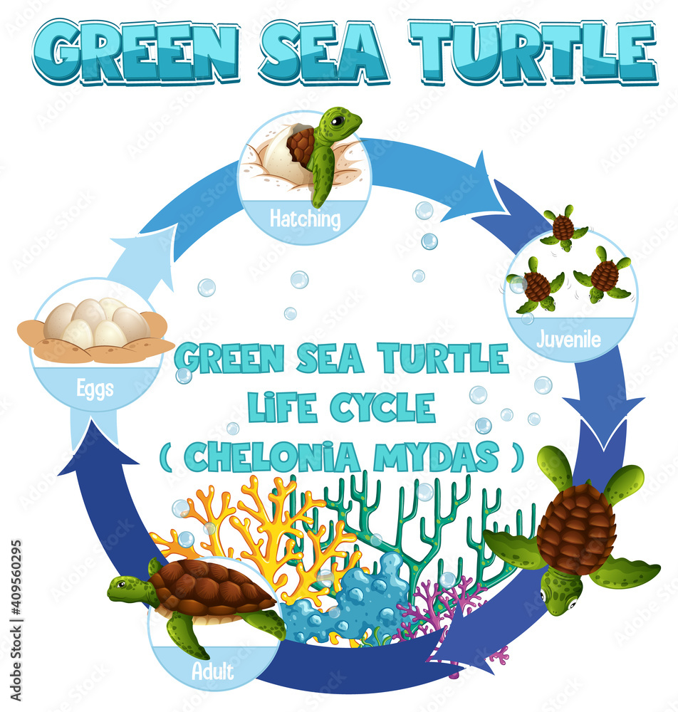 Sticker Diagram showing life cycle of Turtle