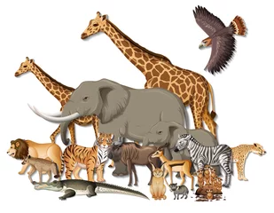 Group of wild African animals on white background © blueringmedia