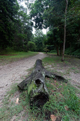 A big tree log in the woodland trail.