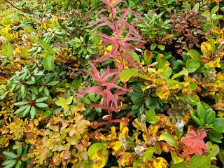 autumn leaves background